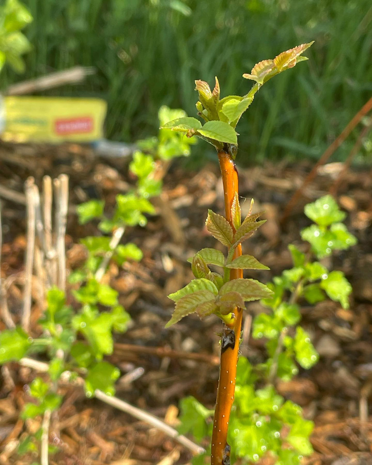 Noyers de @prairiehardynursery qui commencent à feuiller, image 3 sur 3