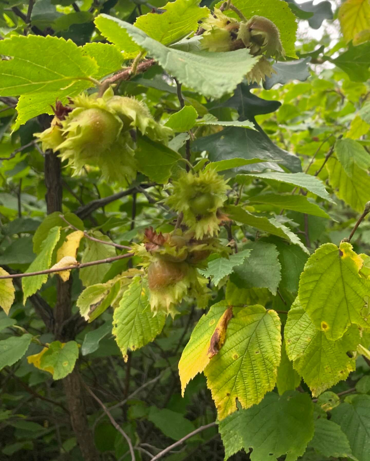 Una rana arborícola extraña entre los avellanos; normalmente son verdes., imagen 3 de 4