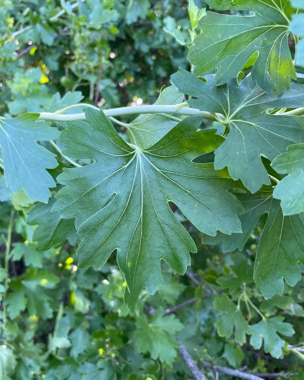 Quel est ce cultivar?, image 1 sur 9