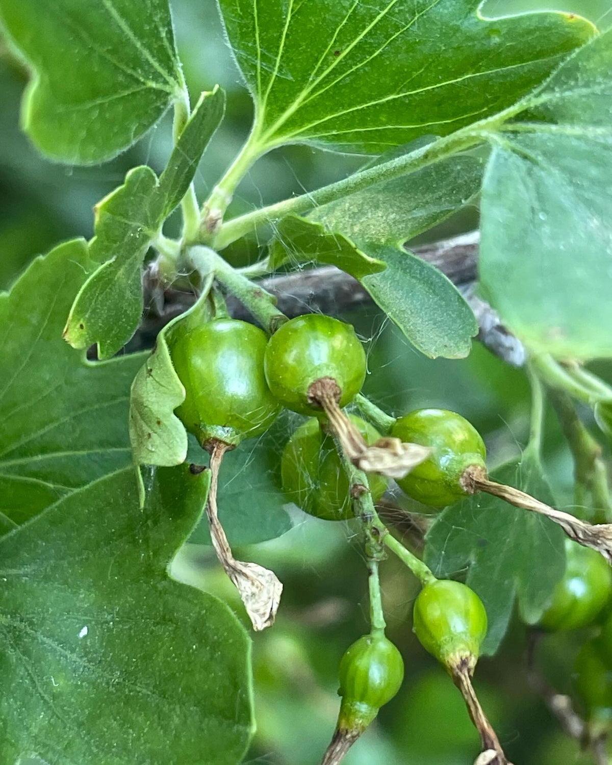 Quel est ce cultivar?, image 2 sur 9