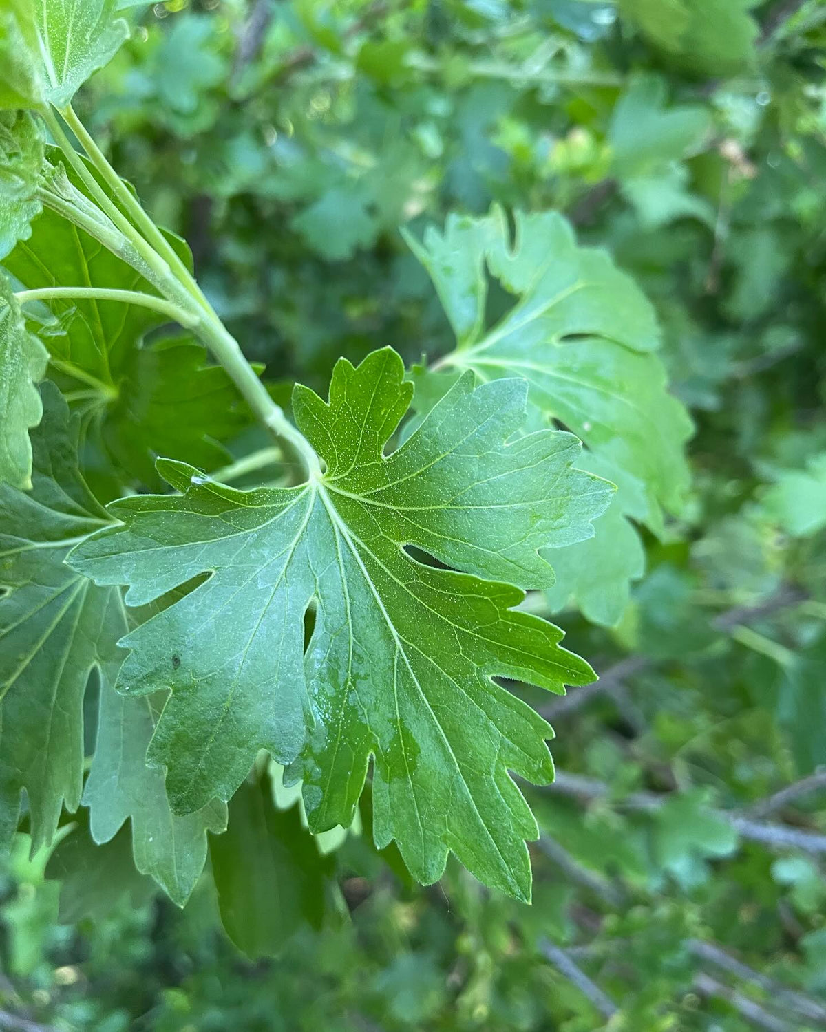 Quel est ce cultivar?, image 4 sur 9