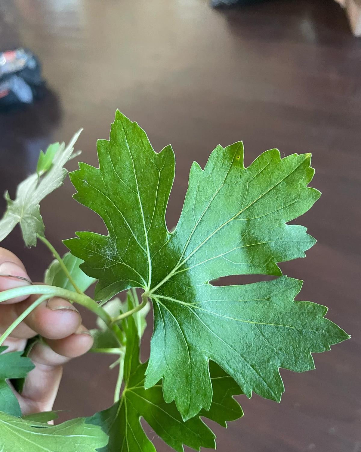 Quel est ce cultivar?, image 7 sur 9