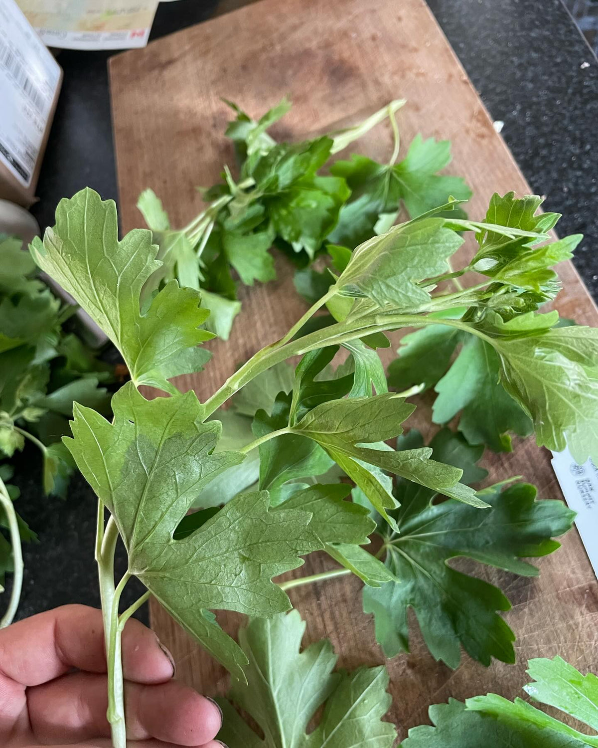 Quel est ce cultivar?, image 9 sur 9