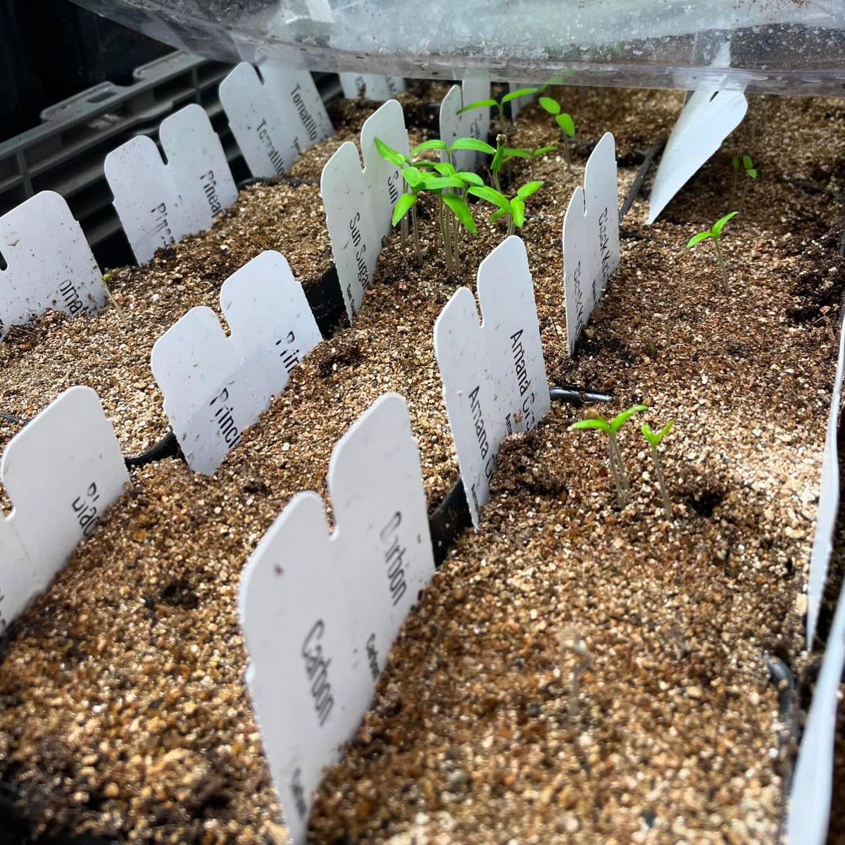 Quand on sème des graines de tomates que l’on sait âgées de trois ans et qu’elles germent avant toutes les autres