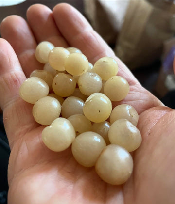 Solid white Nanking cherries held in a hand, from Doug’s selected original Field Note