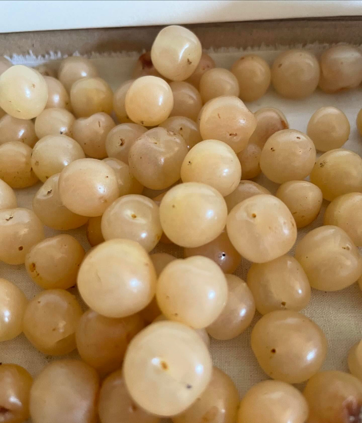 Cerises de Nankin blanches à cultiver l’an prochain; un grand merci à @nature_is_fucking_dope_ pour l’échange, image 2 sur 2
