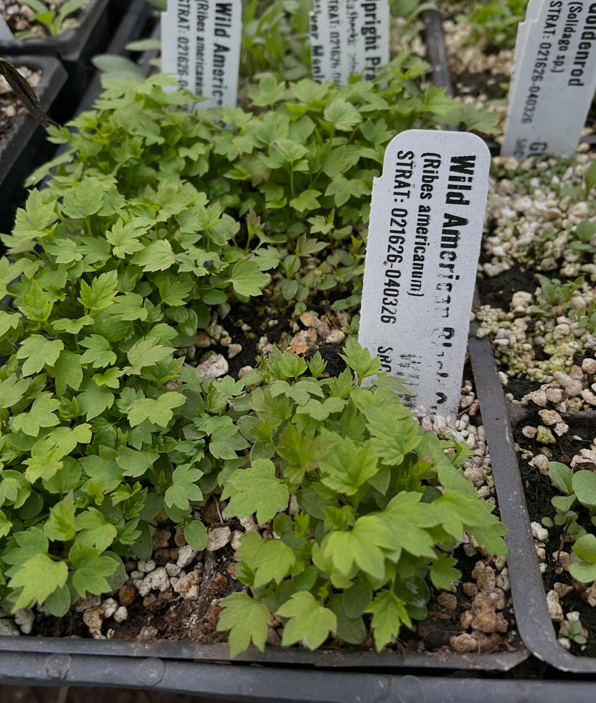 Grosellero negro americano silvestre, un grosellero nativo de fruta muy sabrosa, imagen 1 de 4