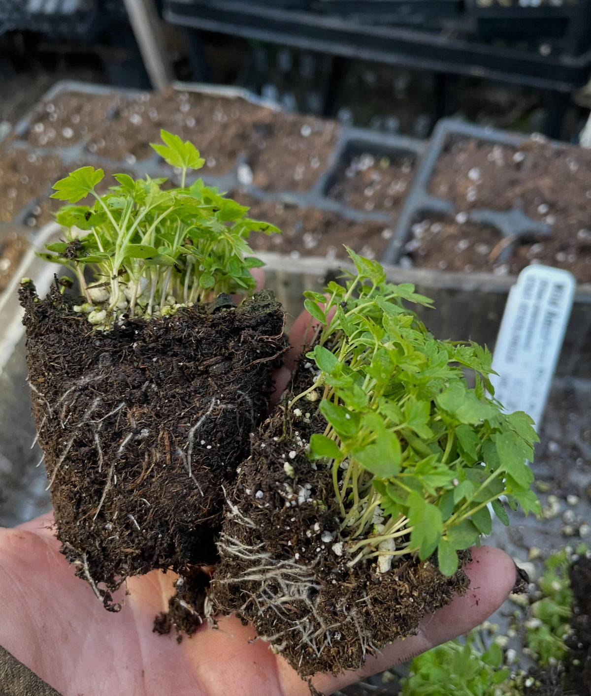 Grosellero negro americano silvestre, un grosellero nativo de fruta muy sabrosa, imagen 2 de 4