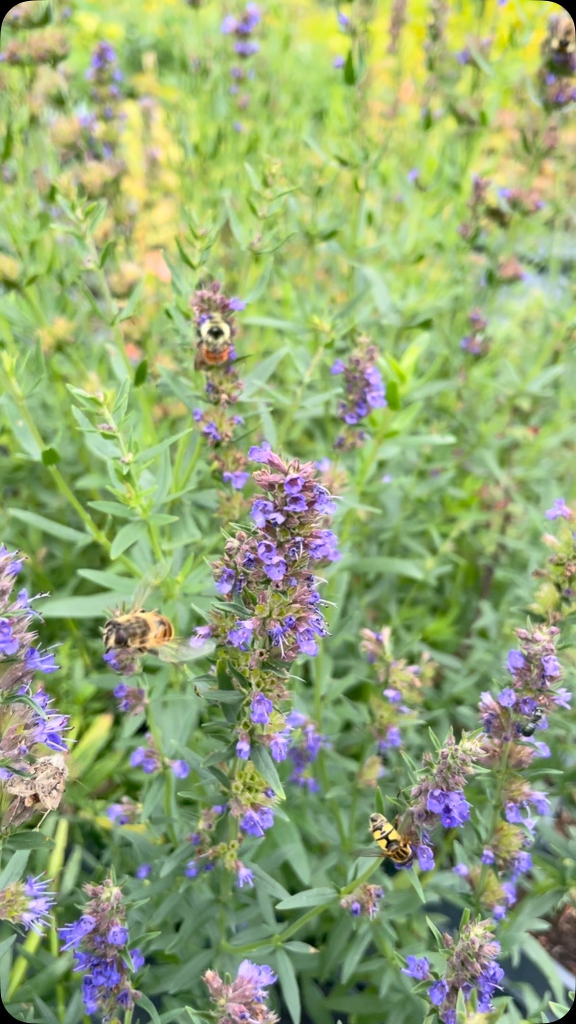 Las flores silvestres de otoño atraen abejas y polillas, fotografía 1 de 1