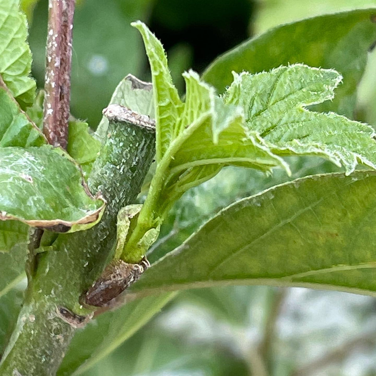 boutures de bois tendre de viorne trilobée sauvage après 28 jours sous brumisation. #propagation #backyardnursery, image 3 sur 3