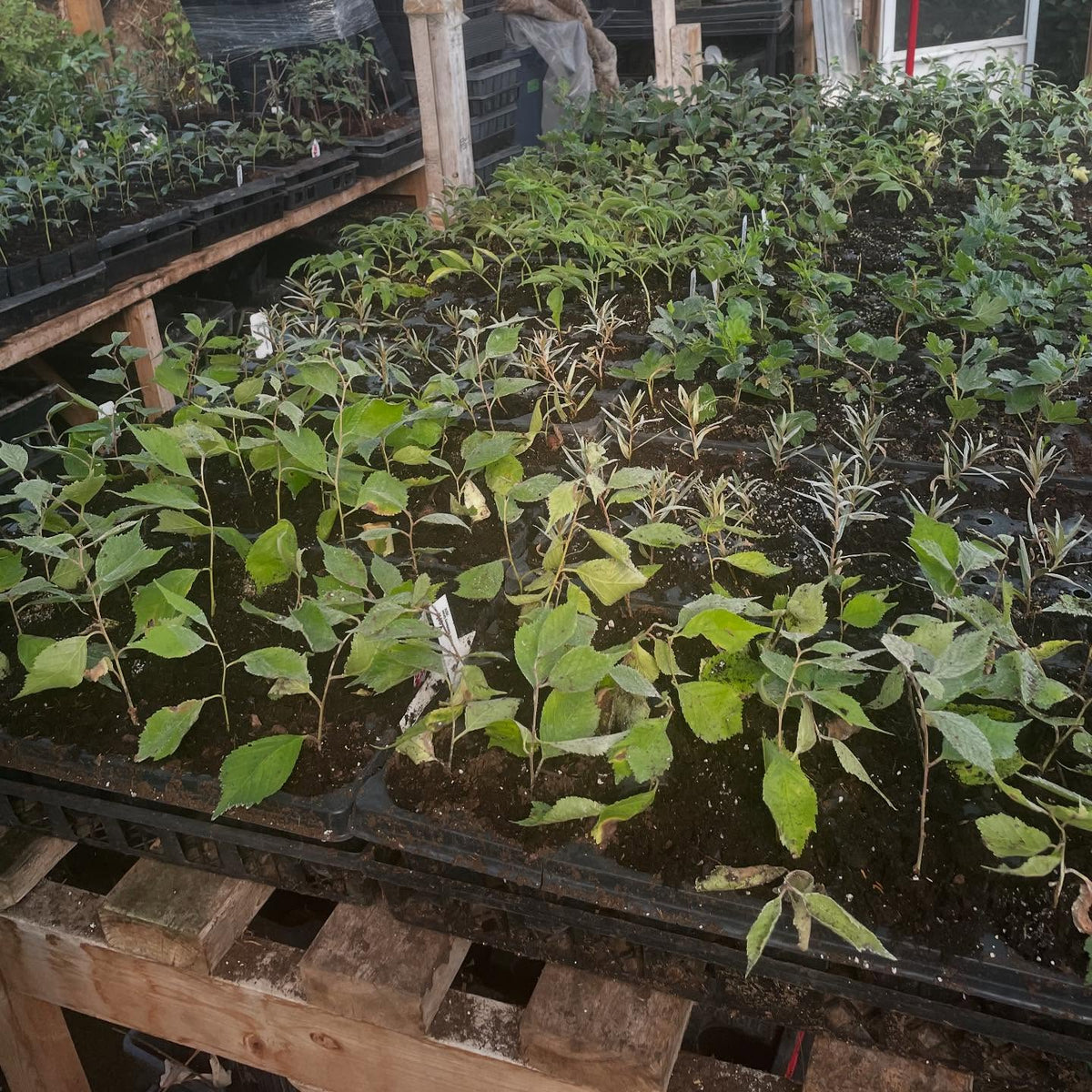 Zona 2, un área para esquejes de madera blanda trasplantados a macetas, con nebulización menos frecuente