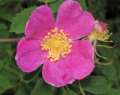 Rosier de Woods (Rosa woodsii)