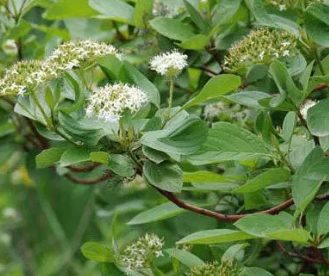 Red Osier Dogwood (Cornus sericea)