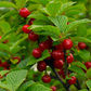 Nanking Cherry