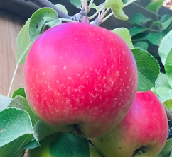 September Ruby Apple Tree