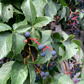 Virginia Creeper Seeds