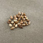 Woods' Rose Seeds