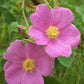 Woods' Rose Seeds