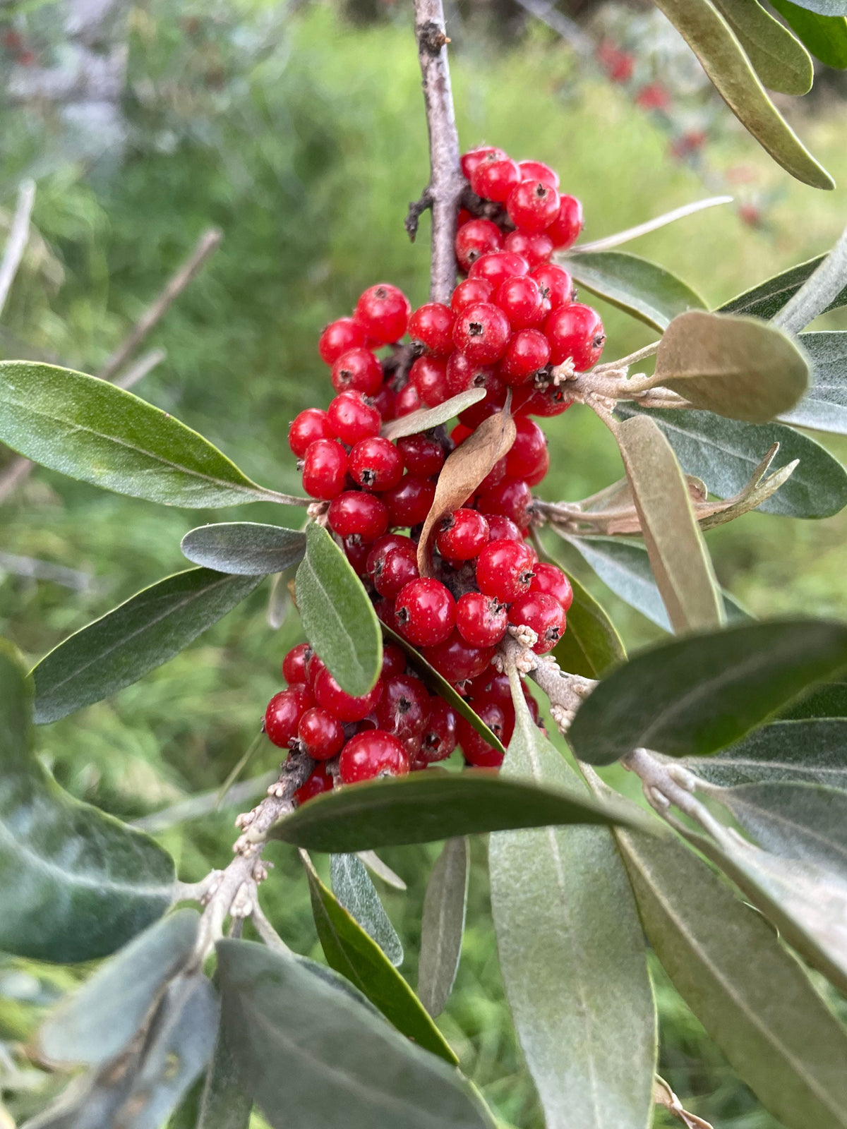 Red Fruited Silver Buffaloberry Seeds