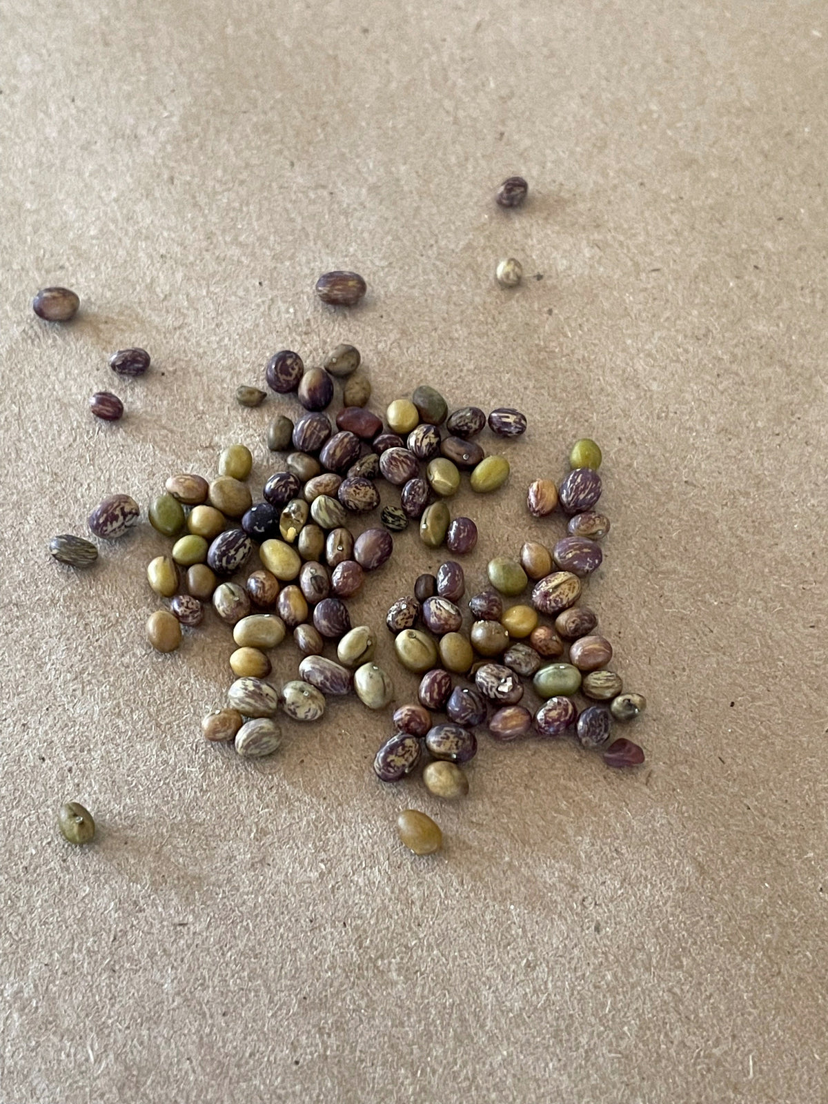 Caragana Seeds