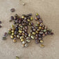 Caragana Seeds
