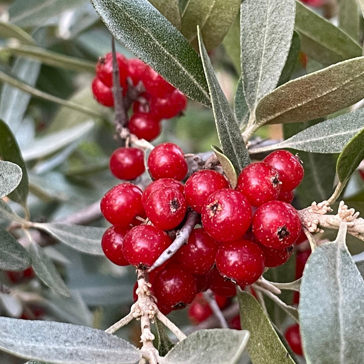 Red Fruited Silver Buffaloberry Seeds