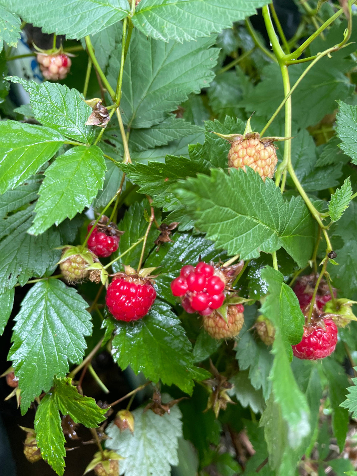 Wild Raspberry