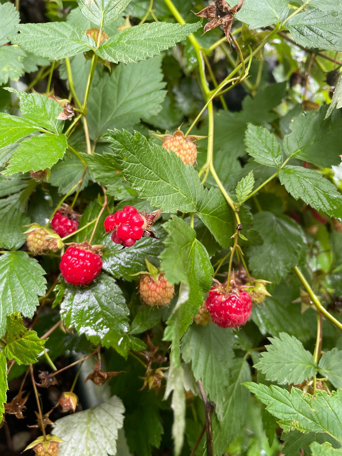 Wild Raspberry