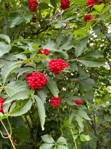 Red Elderberry · 2