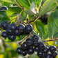 Black Chokeberry Seeds