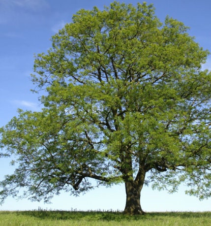 Green Ash (Fraxinus pennsylvanica)