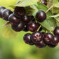 Black Chokeberry Seeds