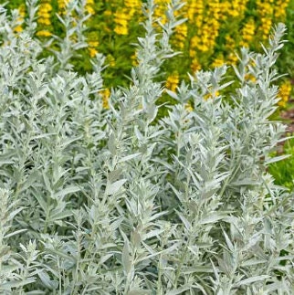 Graines d’armoise des prairies
