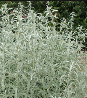 Graines d’armoise des prairies