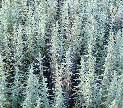Graines d’armoise des prairies