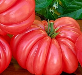 Pink Accordion Tomato Seeds