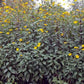 Jerusalem Artichoke Seeds