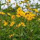 Jerusalem Artichoke Seeds