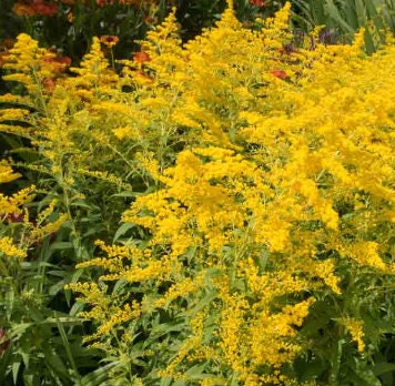 Goldenrod, mature plant detail