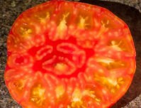 Hazel Mae Tomato Seeds