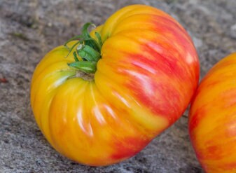 Hazel Mae Tomato Seeds