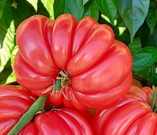 Pink Accordion Tomato Seeds