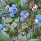 Wild Lowbush Blueberry Seeds