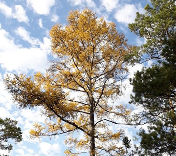 Dahurian Larch · 3