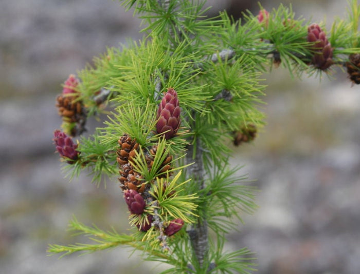 Dahurian Larch · 1