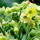 Wild Tobacco Seeds (Nicotiana rustica)