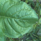 Wild Tobacco Seeds (Nicotiana rustica)