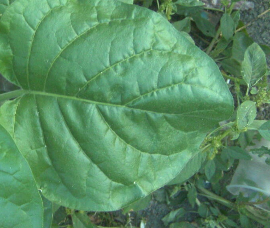 Wild Tobacco Seeds (Nicotiana rustica)
