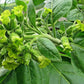 Wild Tobacco Seeds (Nicotiana rustica)
