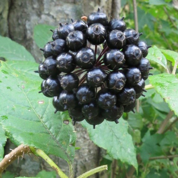 Graines d’éleuthérocoque (Eleutherococcus senticosus)
